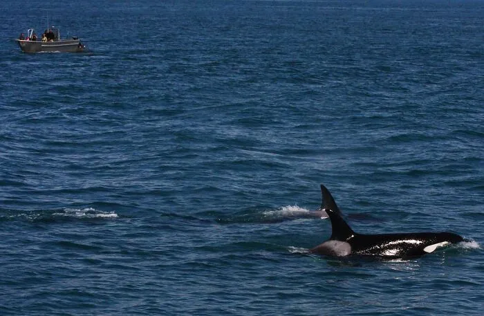 Orcas In Europe Defended Their Matriarch’s Honor  