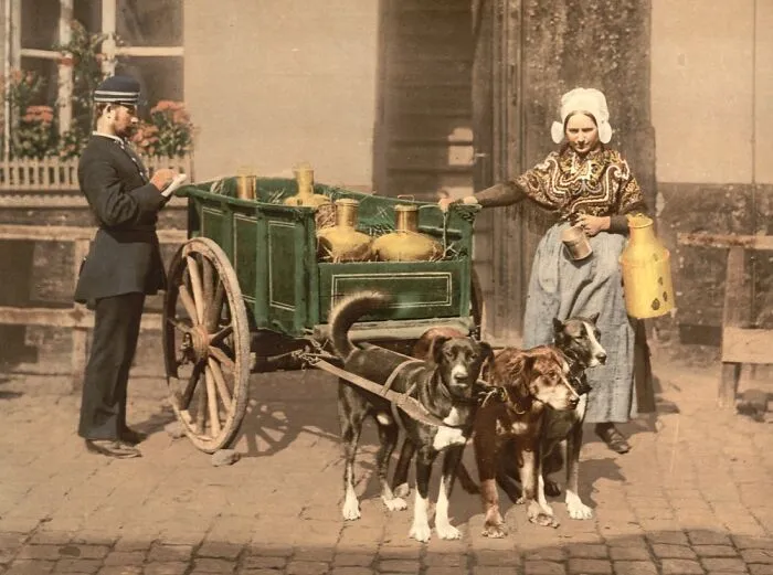 Flemish Milkmaid Is Fined. Antwerp, C. 1890