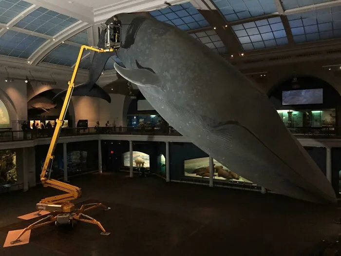 It’s Someone’s Job To Hoover The Whale At The American Museum Of Natural History (NYC)