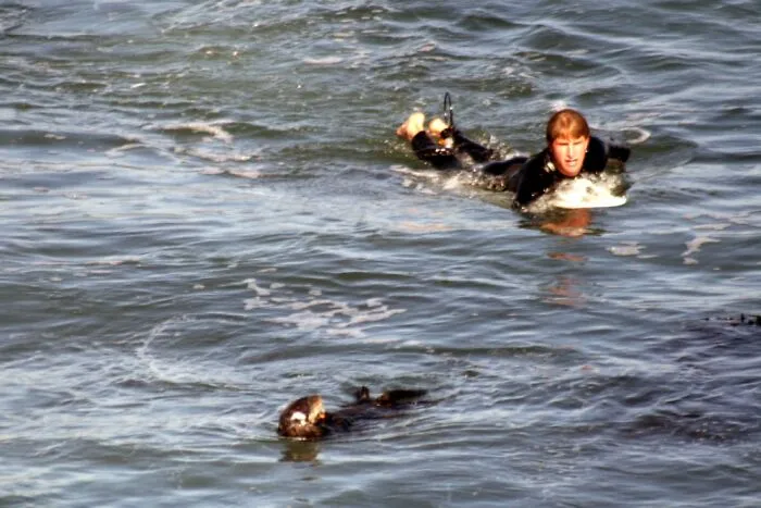 A Santa Cruz Otter Harassed Surfers And Pirated Their Surfboards