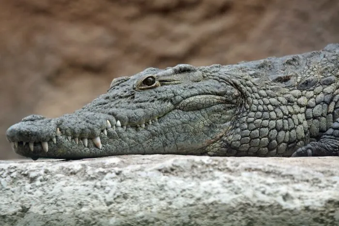 Gustave The Crocodile Was A Terror On And Off The Screen