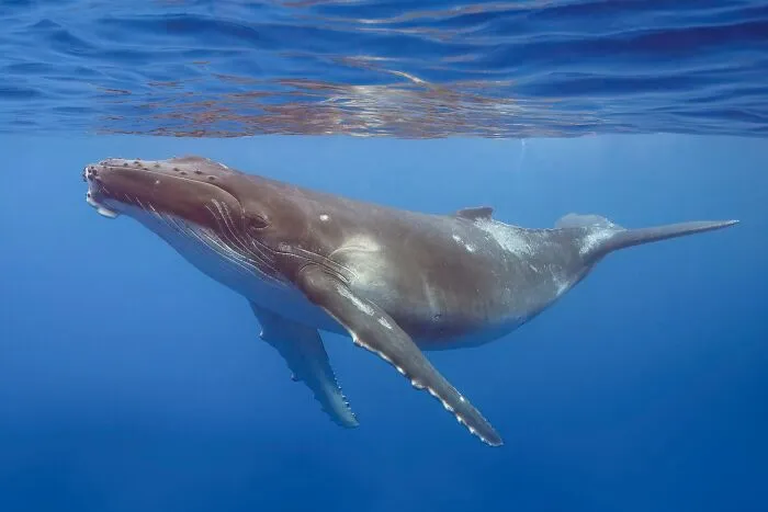 Porphyrius The Whale Terrorized Sailors For 50 Years 