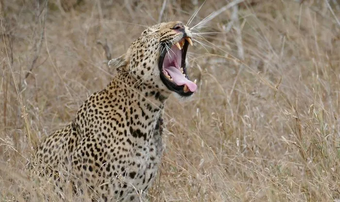 A Park Ranger Paid The Price For Jabbing A Leopard With A Stick