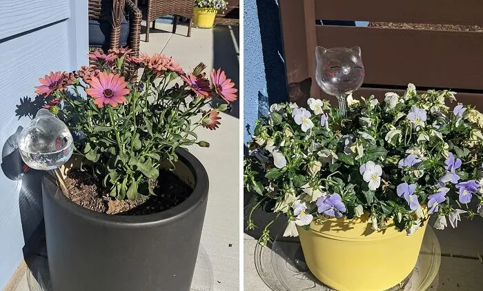 Give Your Plants The Boujee Butler Service They Secretly Crave With These <a Style="Display:inline;" Href="Https://Www.amazon.com/Kikihome-Waterer-Watering-Globes-Outdoor/Dp/B07xp9rkg2?ie=utf8&linkcode=ll1&tag=bpowl-20&linkid=59ea98e2c8399aa37841ec627fe8c797&language=en_us&ref_=as_li_ss_tl" Target="_blank"><span Style="Font: Inherit; Color: #d74b1f;"> Self Watering Plant Globes </Span> That Take 'Set It And Forget It' To A Whole New Level