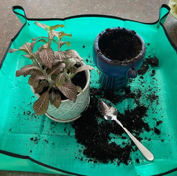 Stop Auditioning Your Kitchen Floor For A Role In A Disaster Movie Every Time You Repot; This <a Style="Display:inline;" Href="Https://Www.amazon.com/Owl-Focus-Repotting-Waterproof-Transplanting/Dp/B08zscblmz?ie=utf8&th=1&linkcode=ll1&tag=bpowl-20&linkid=57d9c3029652f413f0780c1a8e9aa63c&language=en_us&ref_=as_li_ss_tl" Target="_blank"><span Style="Font: Inherit; Color: #d74b1f;"> Houseplants Repotting Mat </Span> Contains The Drama (And The Dirt)