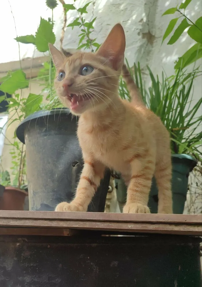 Edward Nuggets Thinks He's A Wild Tiger 🐯
