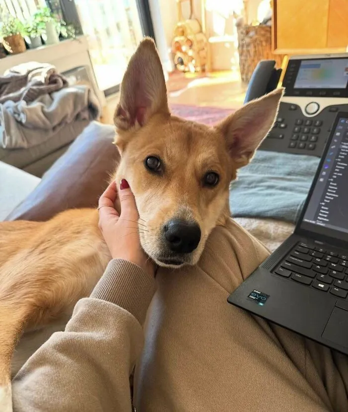 Did My Friend Adopt A Dingo?