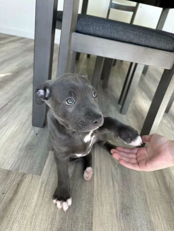Is Our Puppy A Staffy?
