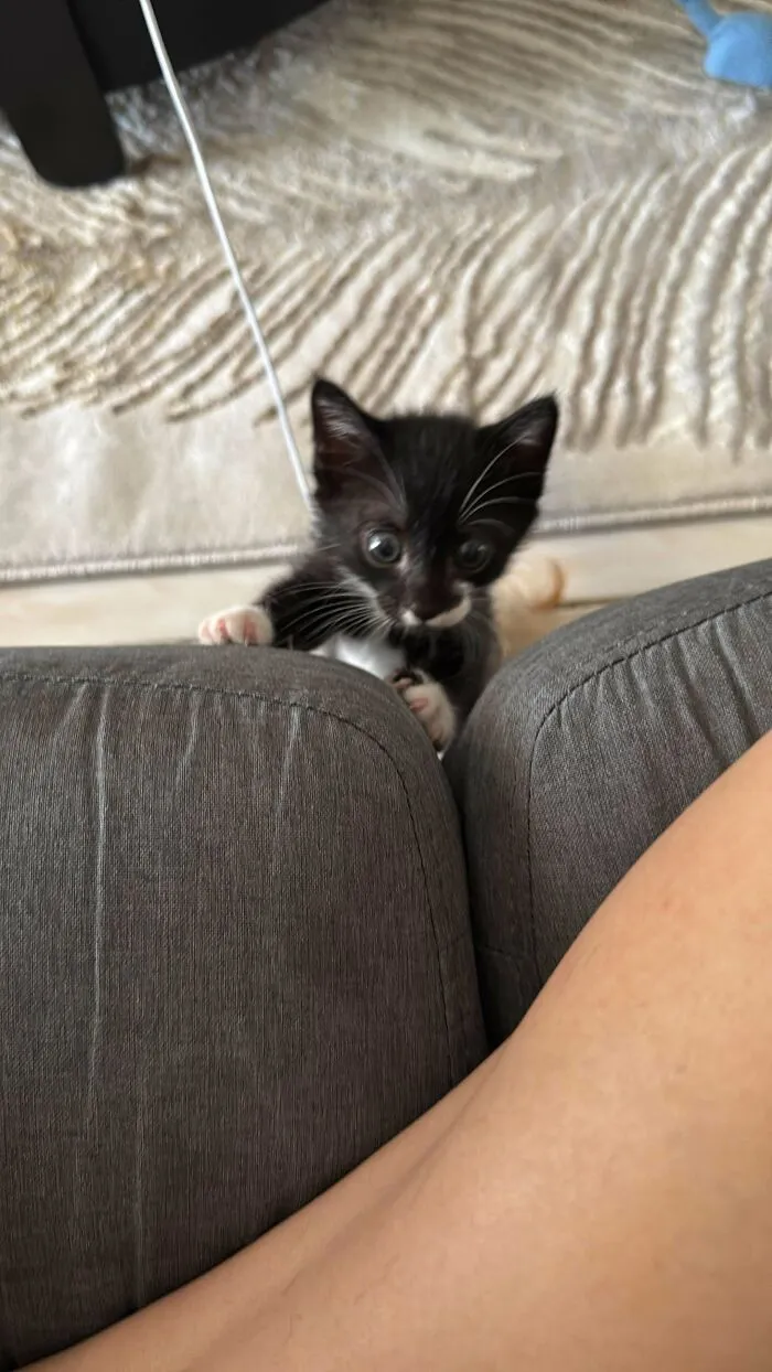 A Dog Person Got Adopted By Kitten