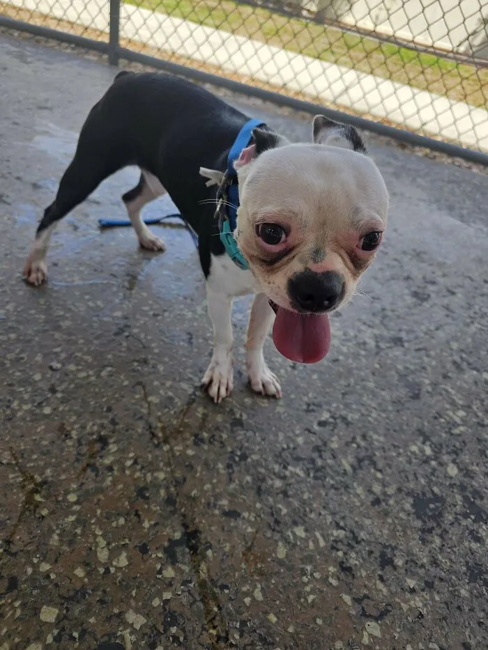 Soooo I'm Adopting This Guy