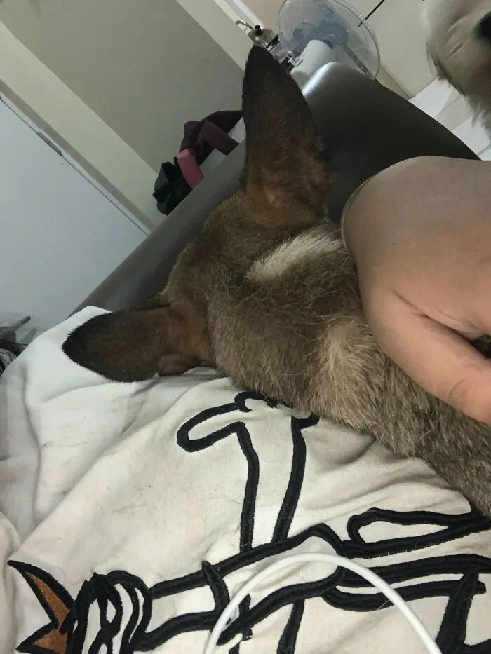 I Adopted My Papa’s Dog After He Passed Away