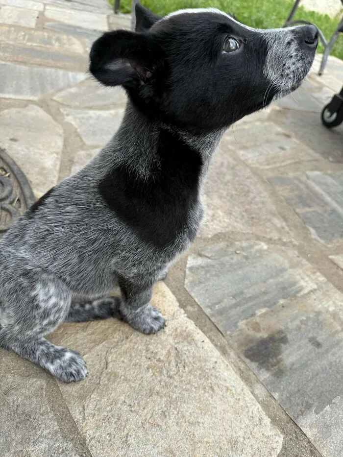My New Little Buddy