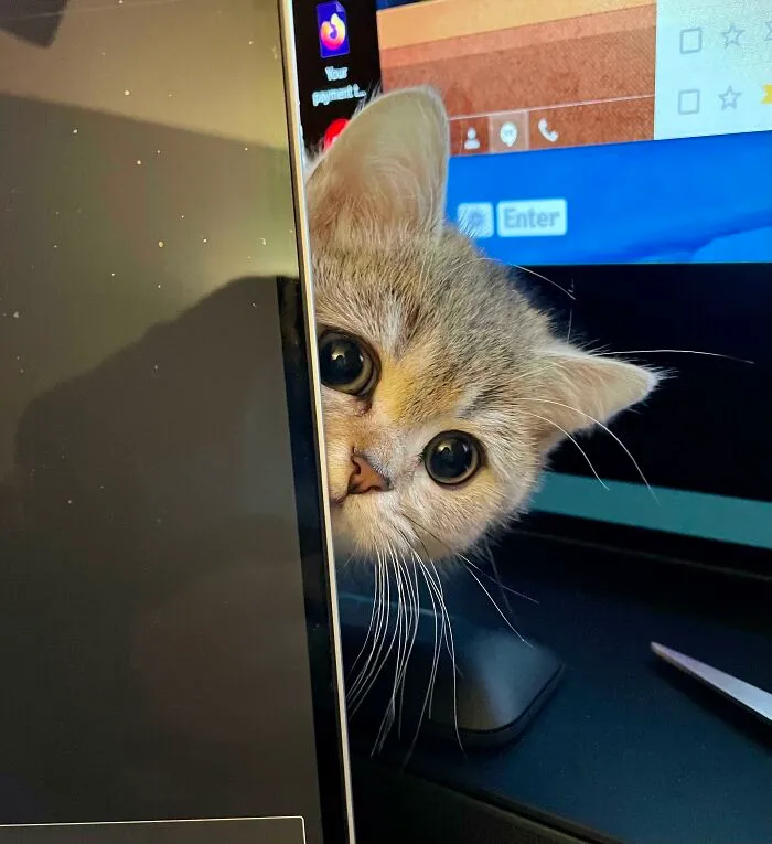 New Work From Home Supervisor