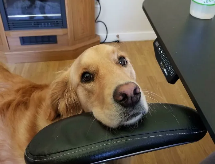 I Work From Home And My Golden Comes In My Office Everyday Around Noon To Remind Me That Its Time For A Lunch Break