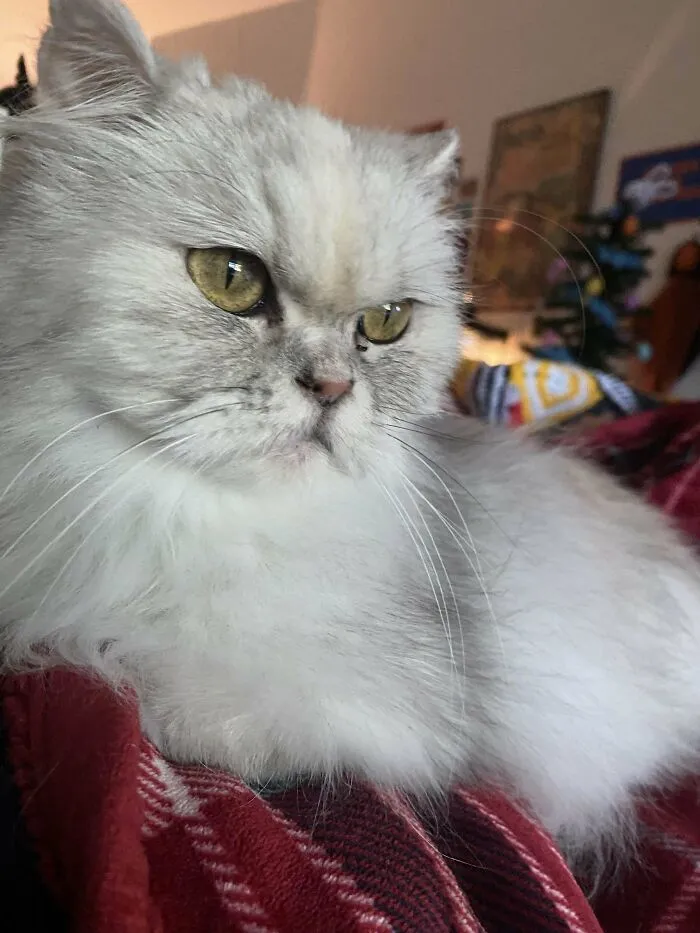 Yesterday I Spent 9 Hours Driving To Adopt Her