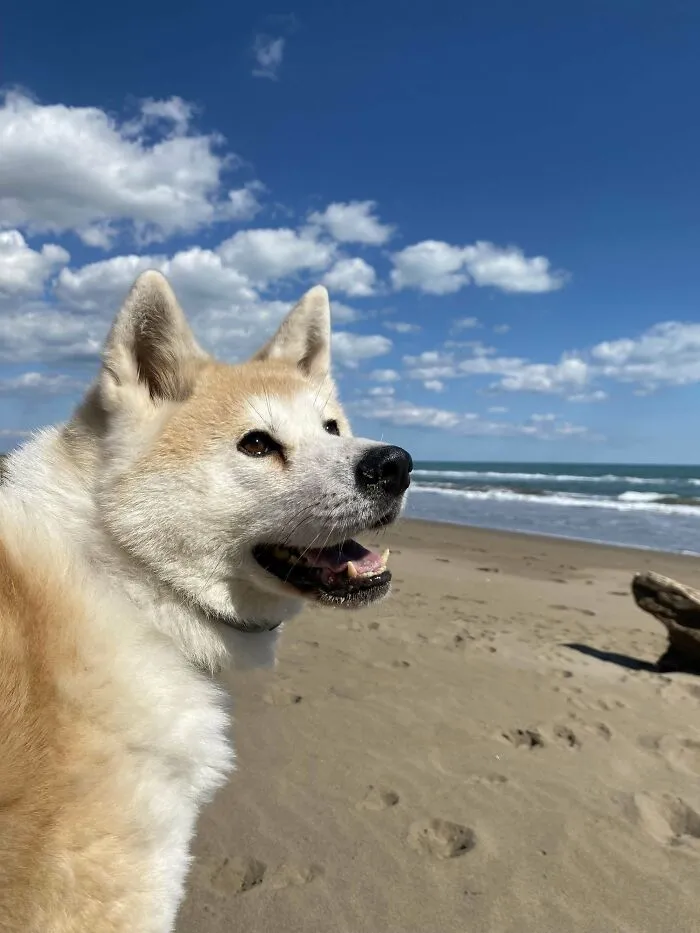 I Adopted An Adult Japanese Akita