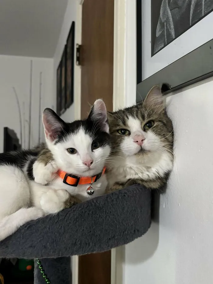 I Got My Cat A Little Kitten So That He Wouldn’t Be Alone And It Fixed His Litter Issues!
