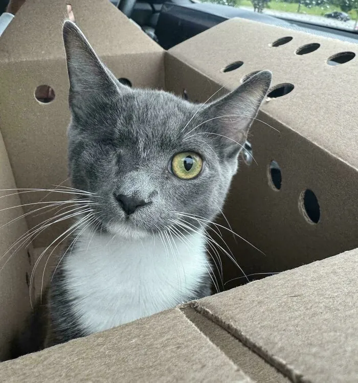 Please Help Name My Cat! He Has 1 Eye And No Tail. Adopted Today :)