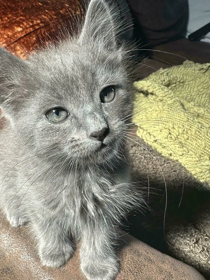 I Adopted A New Kitty! Meet Charlie Coal