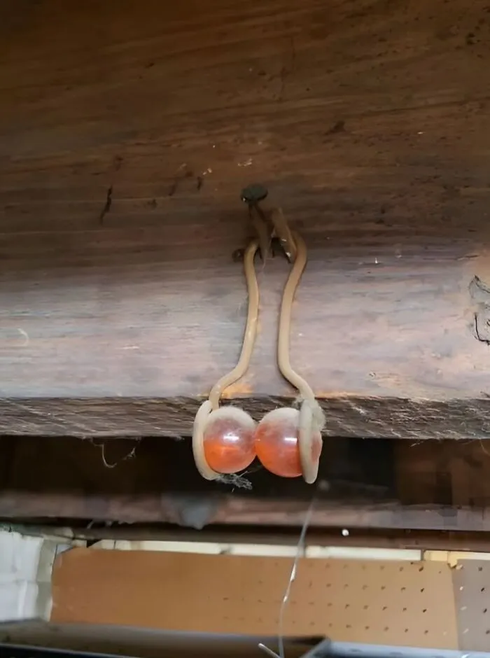 Colgado de un radiador en el sótano de una casa antigua. ¿Alguna idea de qué es esto?