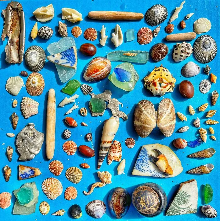 Variety The Ocean Offers. All Were Found On Kauai And Will Remain Here
