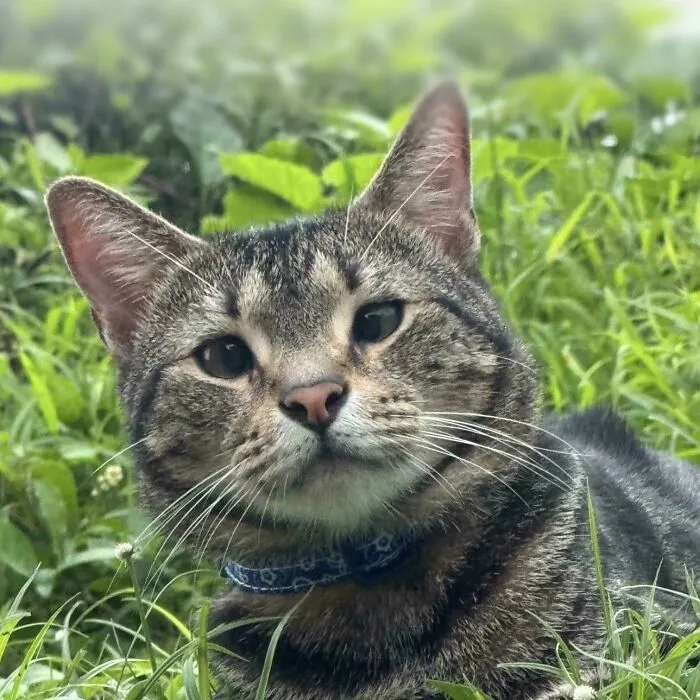 Adopted This Boy At 3 Years Old No One Wanted Him Cause Of His Crossed Eyes, Hunts Better Then Our Other Cat Who Has No Eye Issues
