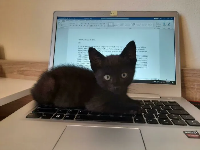 Got A Kitten Just This Week. Now I Understand Why People With Cats Complain They Can't Do Much Work From Home