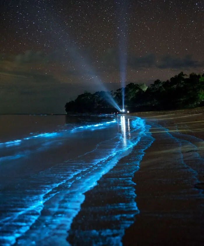 I Took A Photo Of Rare Bioluminescence In Jervis Bay