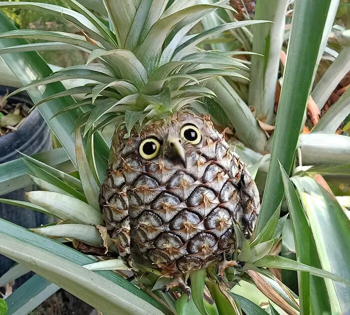 I Photoshop Animals Into Things As A Hobby. Here's A Pineappowl