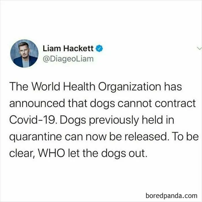 50 Funny And Wholesome Dog Memes That Might Melt Your Heart Even If You’re A Cat Person