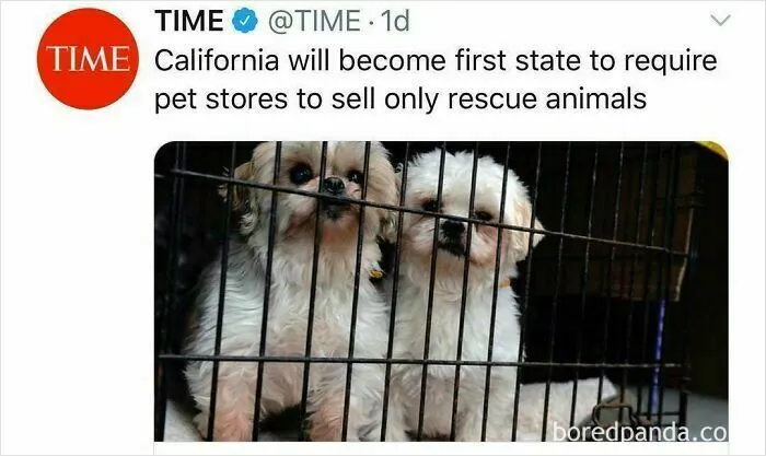 50 Funny And Wholesome Dog Memes That Might Melt Your Heart Even If You’re A Cat Person