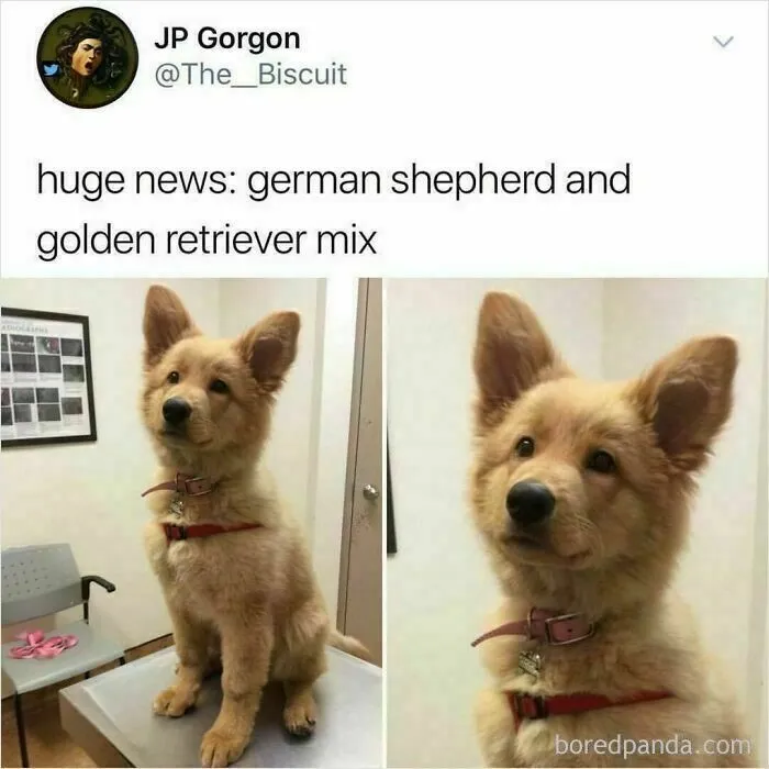50 Funny And Wholesome Dog Memes That Might Melt Your Heart Even If You’re A Cat Person