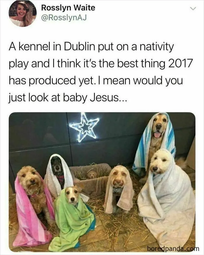50 Funny And Wholesome Dog Memes That Might Melt Your Heart Even If You’re A Cat Person