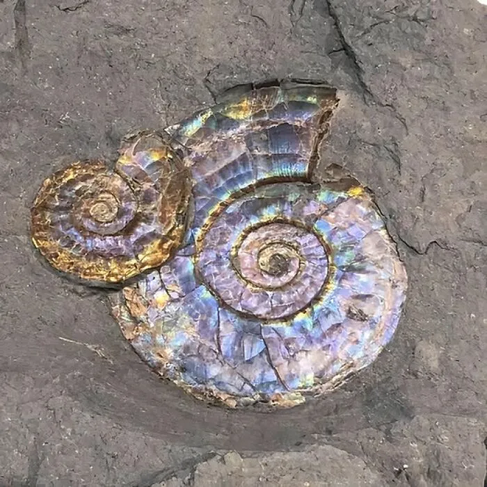 Psiloceras Planorbis. Ancient Elegance, Preserved In Stone. Over 100 Million Years Old, Discovered In Somerset. A Natural Masterpiece