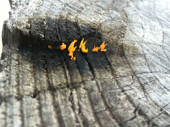Hongos que parecen fuego