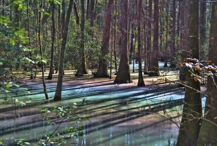 This Happens Every Year In Fall As Leaves Begin To Decompose In The Water