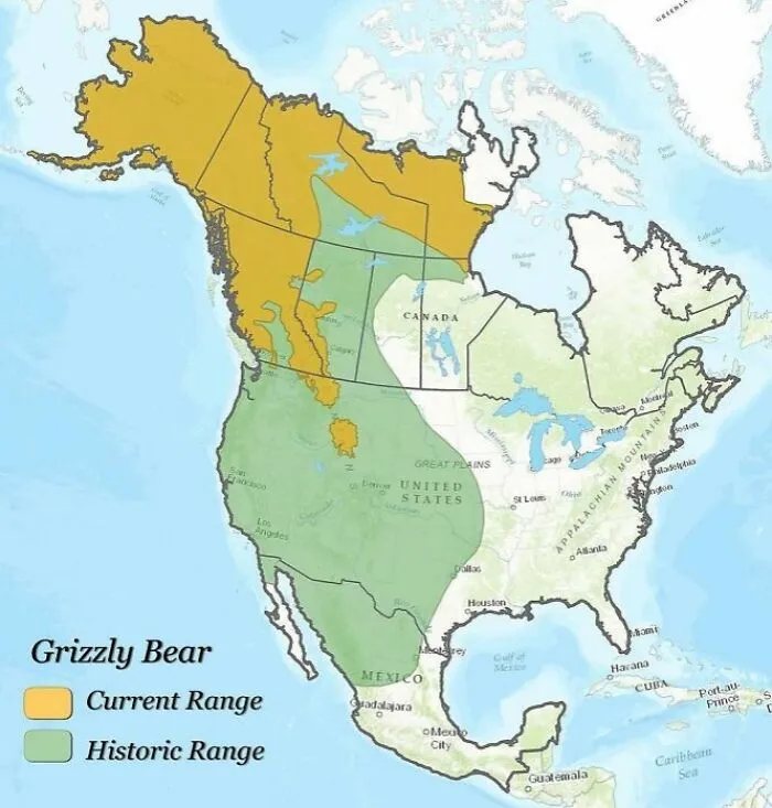 Map showing the historic and current range of grizzly bears across America and parts of Canada and Mexico.