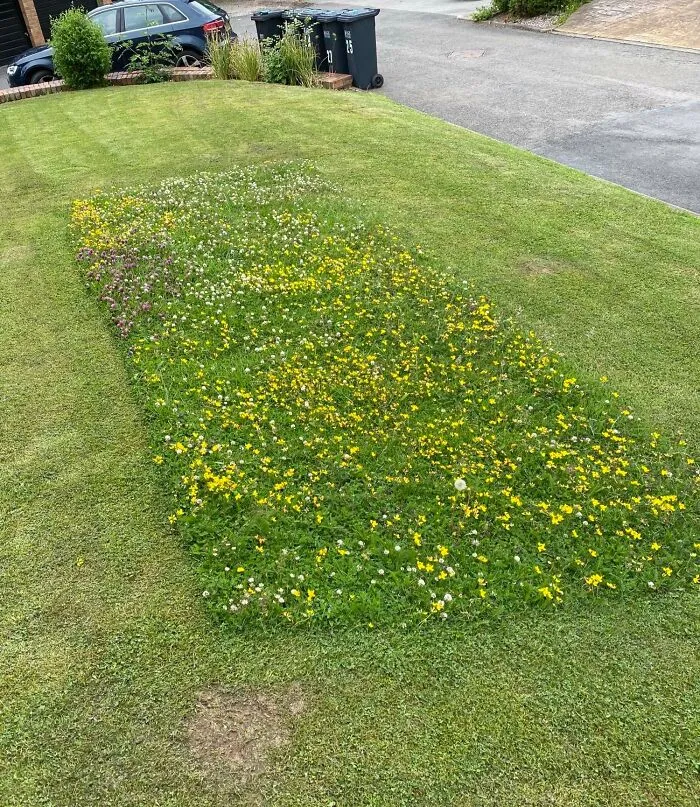 El chico que corta el césped de mi edificio dejó un rectángulo de flores silvestres para que las abejas puedan usarlas.
