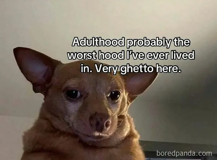 45 Funny Memes That Are So Accurate, It’s Honestly Offensive