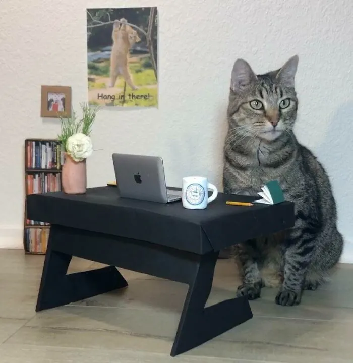 I Made My Cat A Work From Home Set Up