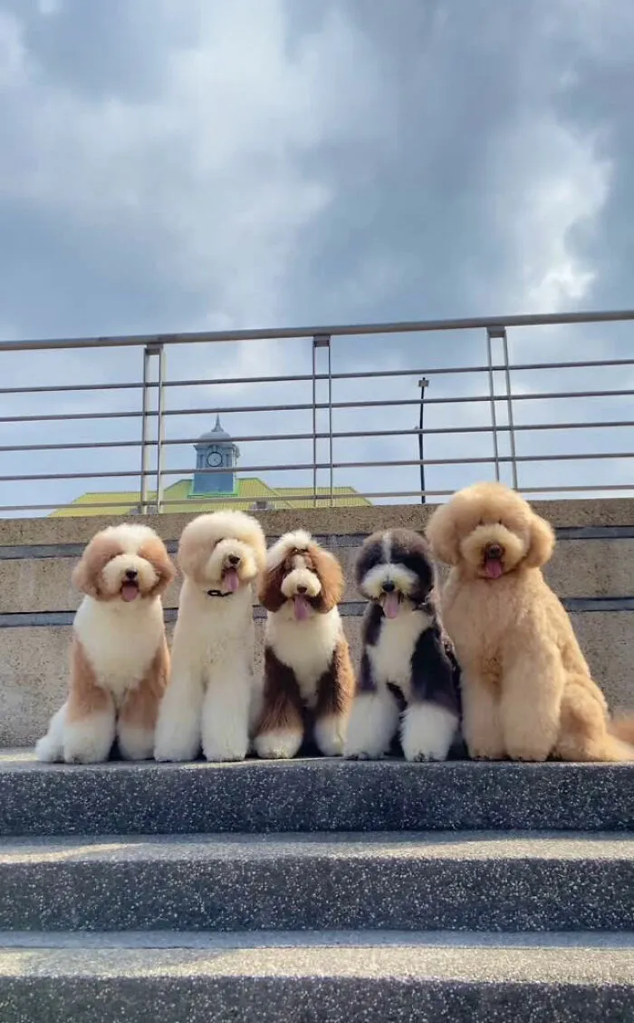 48 Photos Of Cute Fluffy Dog Squad Shared By This Instagram Account