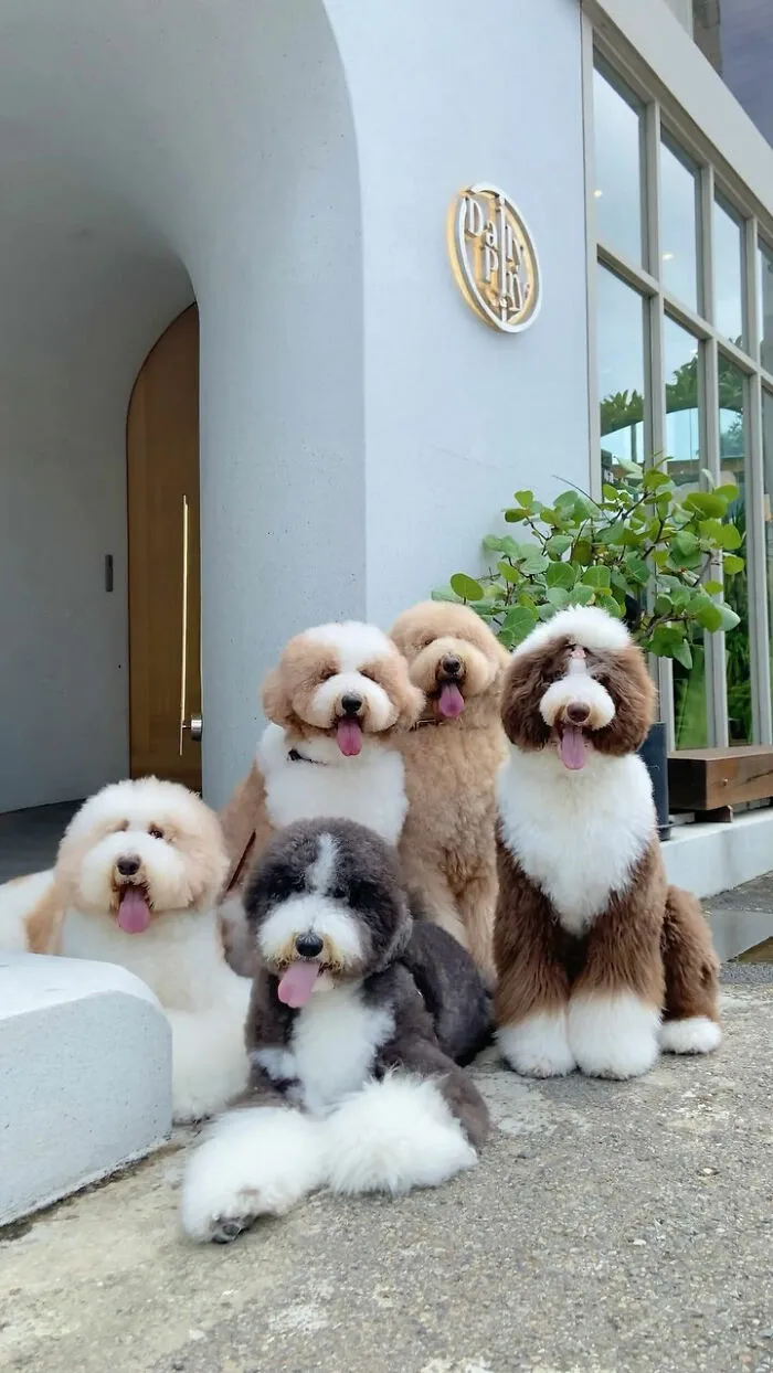 48 Photos Of Cute Fluffy Dog Squad Shared By This Instagram Account