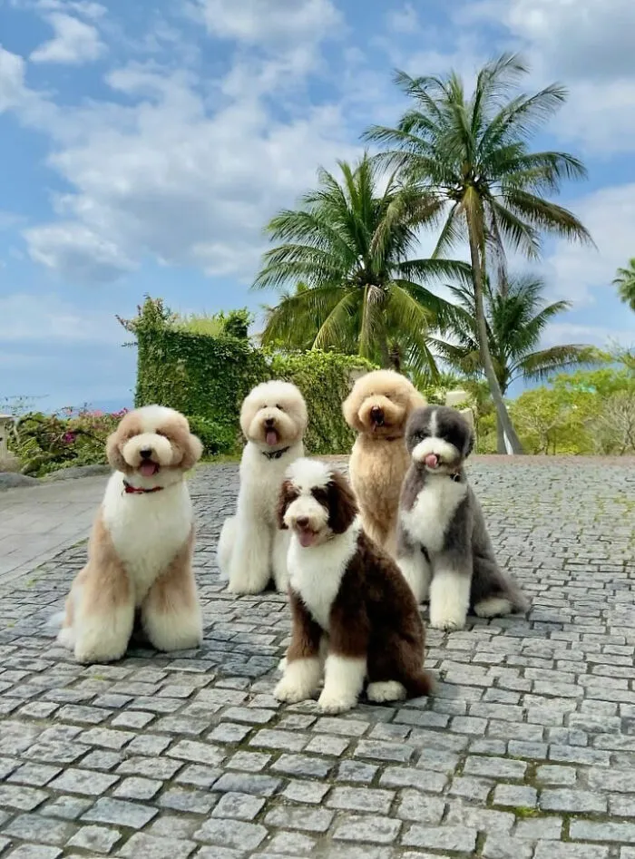 48 Photos Of Cute Fluffy Dog Squad Shared By This Instagram Account