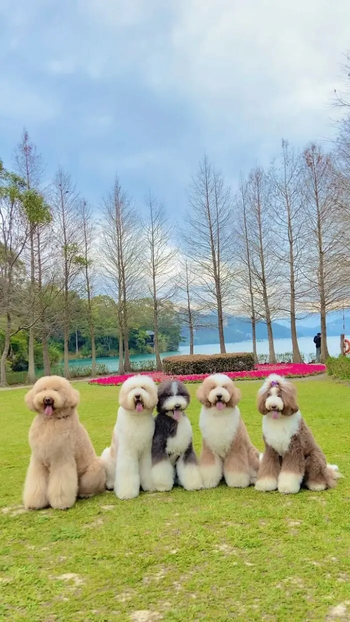 48 Photos Of Cute Fluffy Dog Squad Shared By This Instagram Account