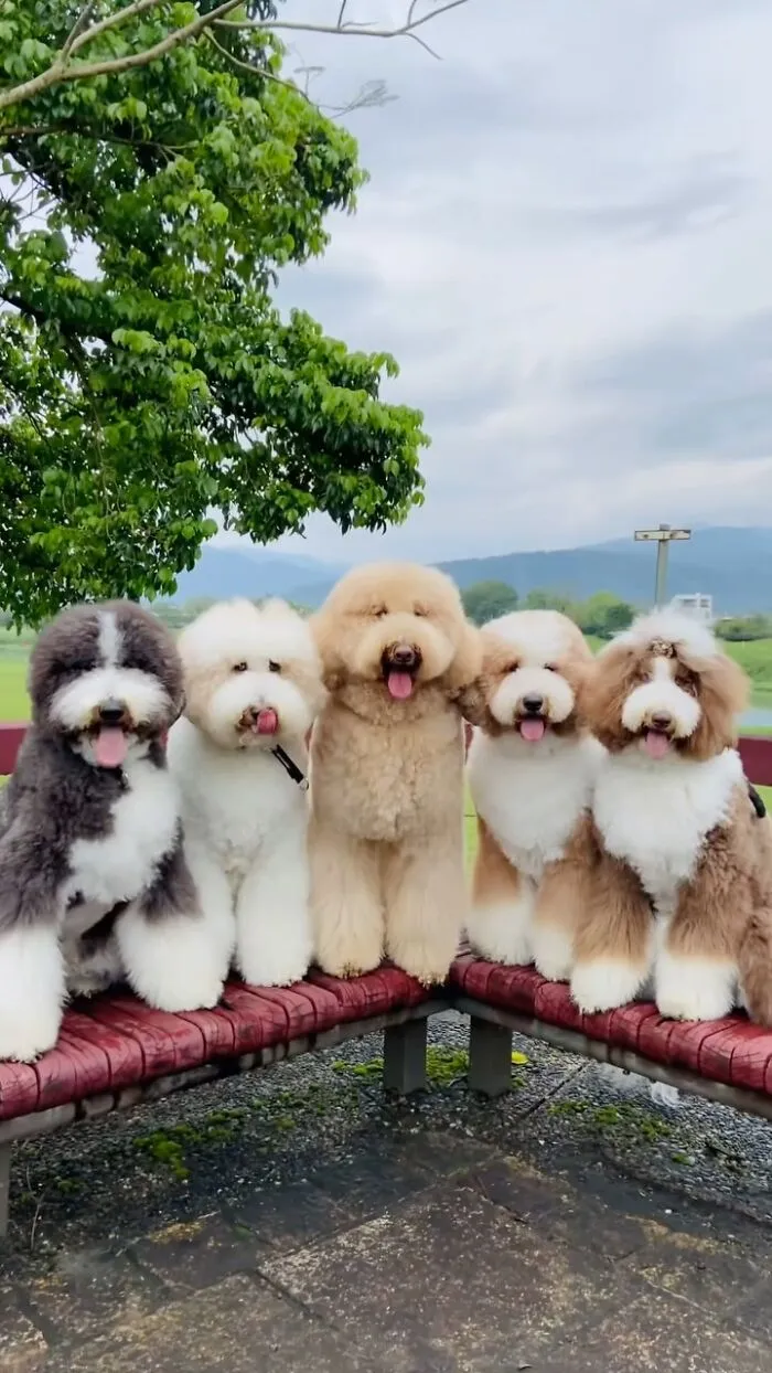 48 Photos Of Cute Fluffy Dog Squad Shared By This Instagram Account