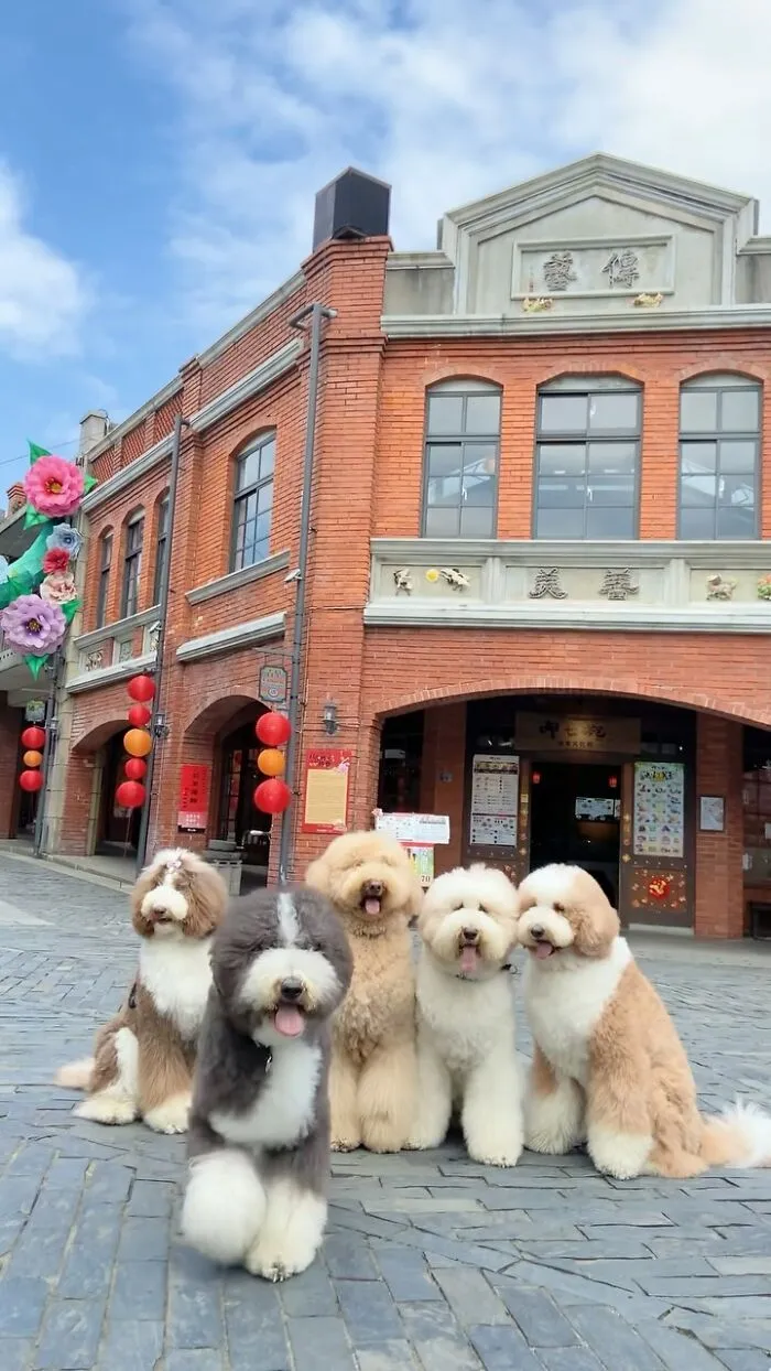 48 Photos Of Cute Fluffy Dog Squad Shared By This Instagram Account