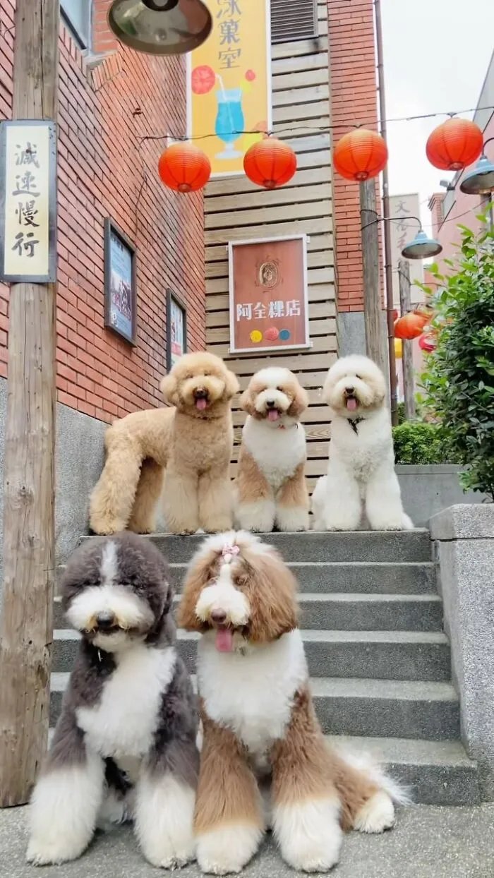 48 Photos Of Cute Fluffy Dog Squad Shared By This Instagram Account