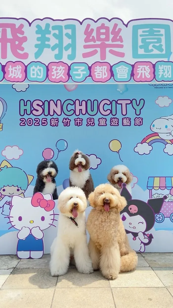 48 Photos Of Cute Fluffy Dog Squad Shared By This Instagram Account