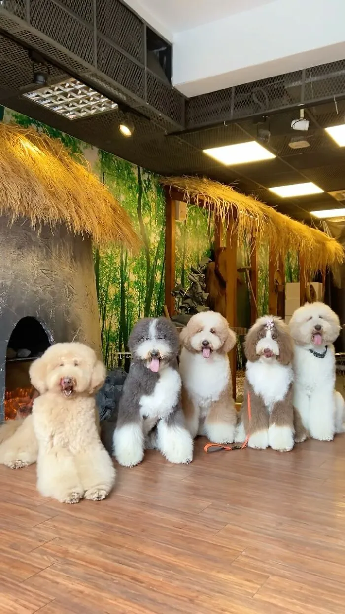 48 Photos Of Cute Fluffy Dog Squad Shared By This Instagram Account