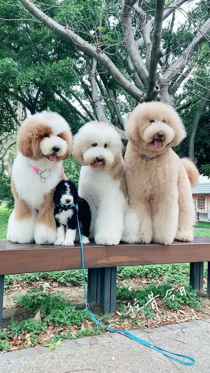 48 Photos Of Cute Fluffy Dog Squad Shared By This Instagram Account